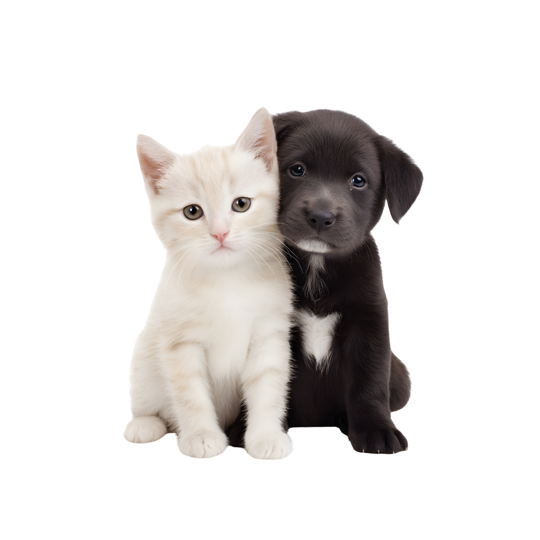 Pies i kot przytulone